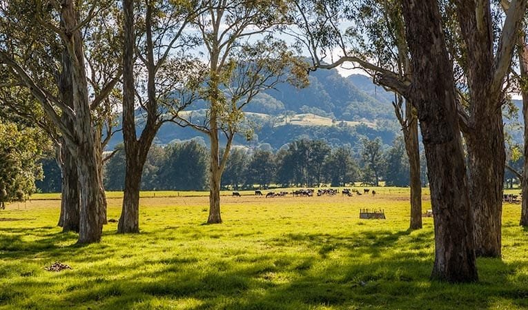 berry-kangaroo-valley-scenic-drive